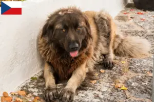 Read more about the article Cão Da Serra Da Estrela hodowcy i szczenięta w Czechy