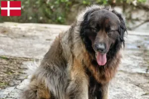Read more about the article Cão Da Serra Da Estrela hodowcy i szczenięta w Dania