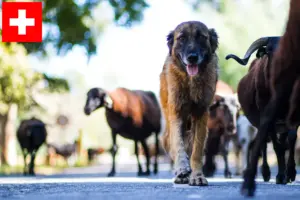 Read more about the article Cão Da Serra Da Estrela hodowcy i szczenięta w Szwajcaria