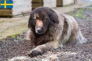 Read more about the article Cão Da Serra Da Estrela hodowcy i szczenięta w Szwecja