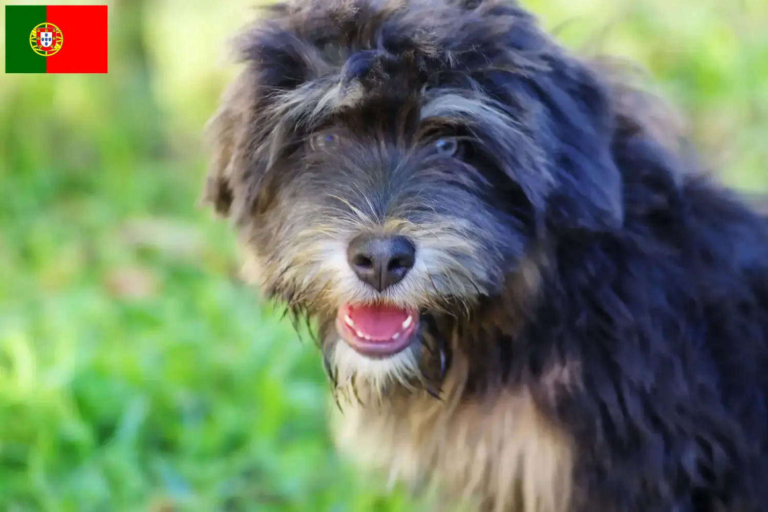 Cão da Serra de Aires szczenięta i hodowcy Portugalia Tutaj można znaleźć hodowców Cão da Serra de Aires w Portugalia.