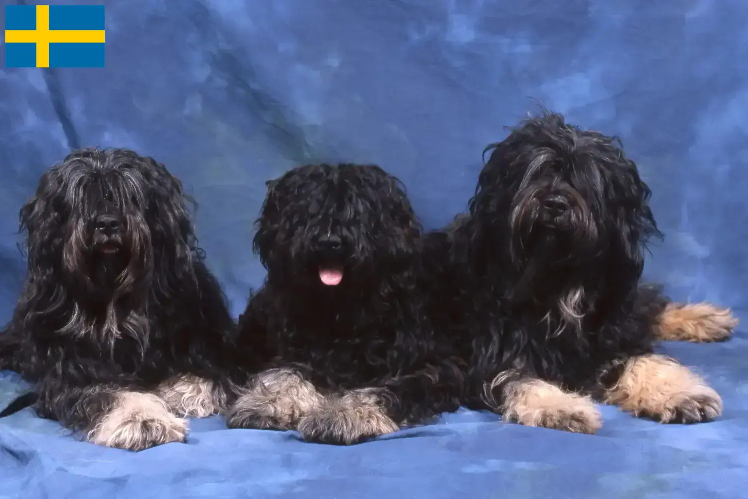 Cão da Serra de Aires szczenięta i hodowcy Szwecja Tutaj znajdziesz hodowców rasy Cão da Serra de Aires w Szwecja.