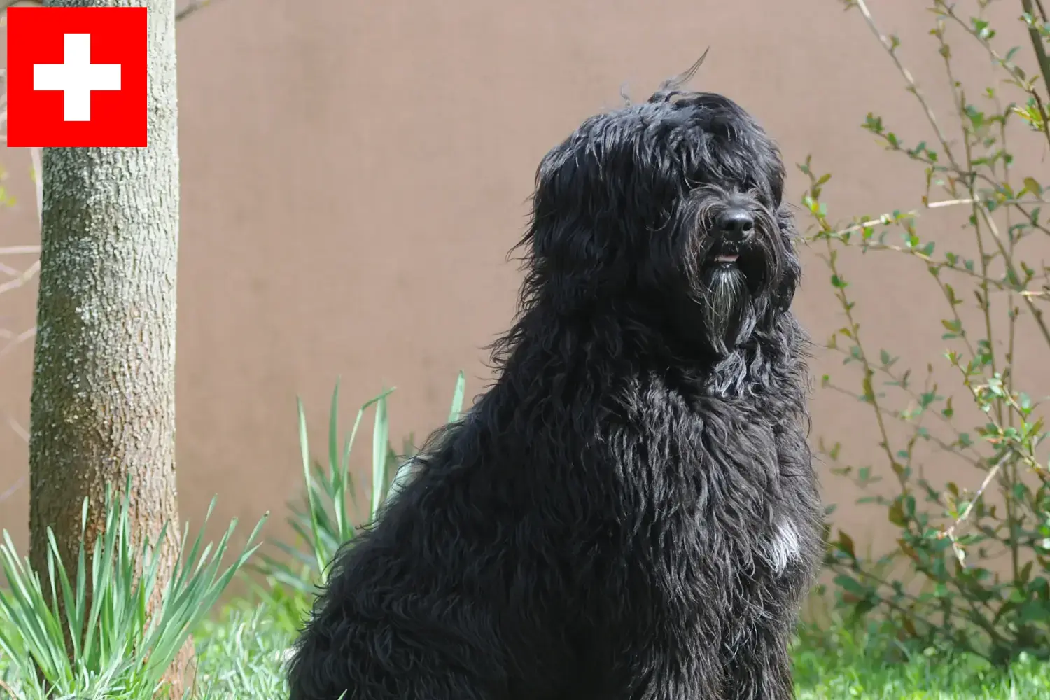 Read more about the article Cão de Agua portugalski hodowcy i szczenięta w Szwajcaria