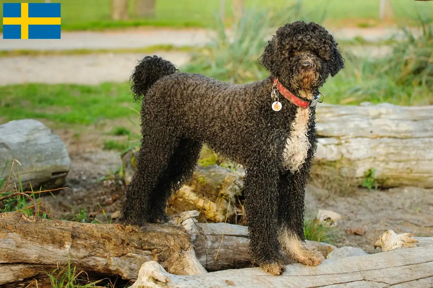 Read more about the article Cão de Agua portugalski hodowcy i szczenięta w Szwecja