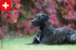 Read more about the article Cão Fila de São Miguel hodowcy i szczenięta w Szwajcaria