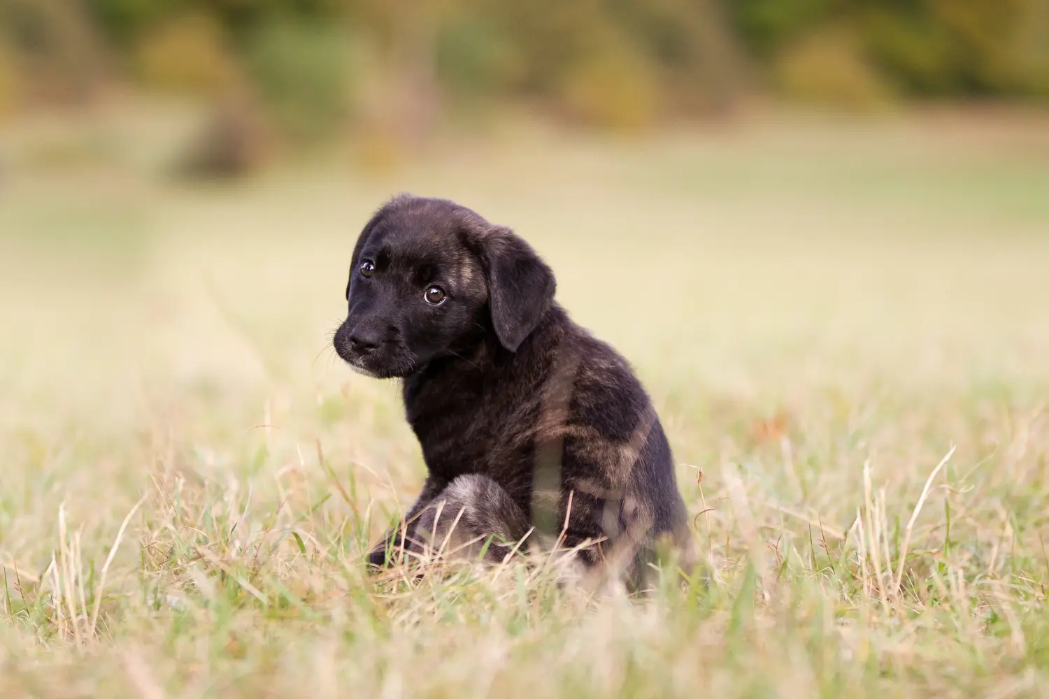 Kupno szczeniaka Cão Fila de São Miguel oznacza wzięcie na siebie odpowiedzialności! Kup szczenięta Cão Fila de São Miguel.