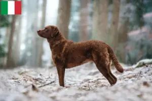 Read more about the article Hodowcy i szczenięta Chesapeake Bay Retriever w Włochy
