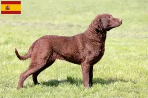 Read more about the article Hodowcy i szczenięta Chesapeake Bay Retriever w Hiszpania
