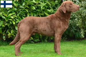 Read more about the article Hodowcy i szczenięta Chesapeake Bay Retriever w Finlandia