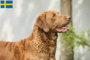 Read more about the article Hodowcy i szczenięta Chesapeake Bay Retriever w Szwecja