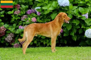 Read more about the article Hodowcy i szczenięta Chesapeake Bay Retriever w Litwa