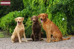 Read more about the article Hodowcy i szczenięta Chesapeake Bay Retriever w Łotwa