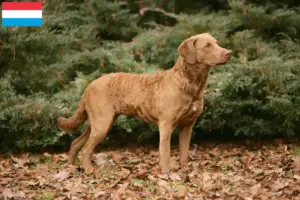 Read more about the article Hodowcy i szczenięta Chesapeake Bay Retriever w Luksemburg