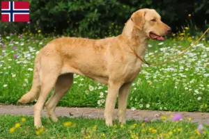 Read more about the article Hodowcy i szczenięta Chesapeake Bay Retriever w Norwegia