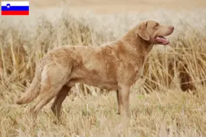 Read more about the article Hodowcy i szczenięta Chesapeake Bay Retriever w Słowenia