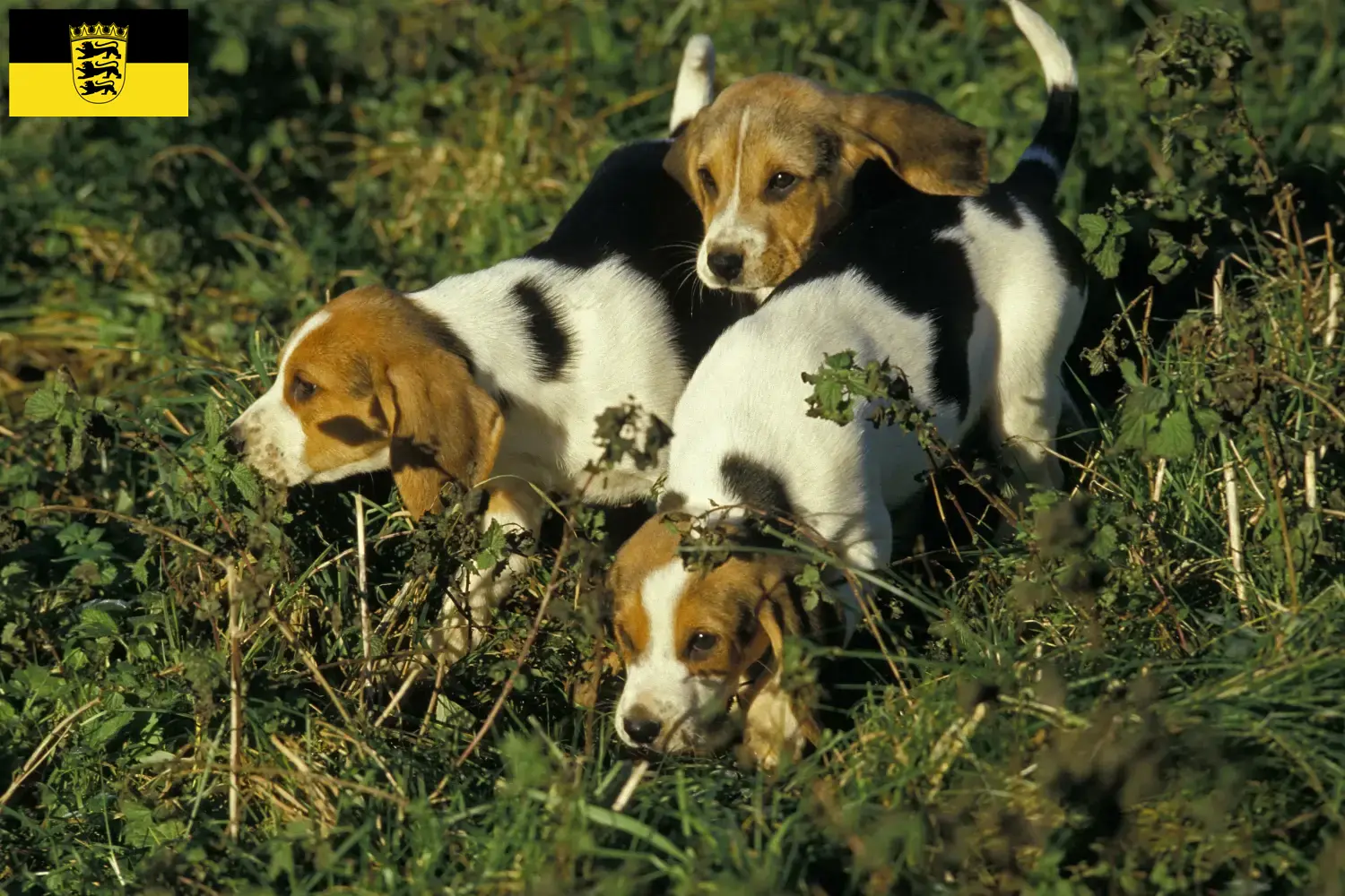 Chien d'Artois szczenięta i hodowcy Badenia-Wirtembergia Tutaj znajdziesz hodowców rasy Chien d'Artois w Badenia-Wirtembergia.