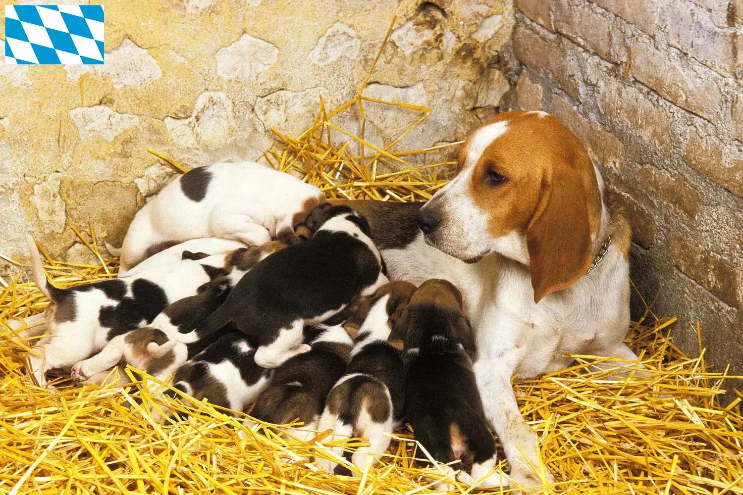 Chien d'Artois szczenięta i hodowcy Bawaria Tutaj znajdziesz hodowców rasy Chien d'Artois w Bawaria.