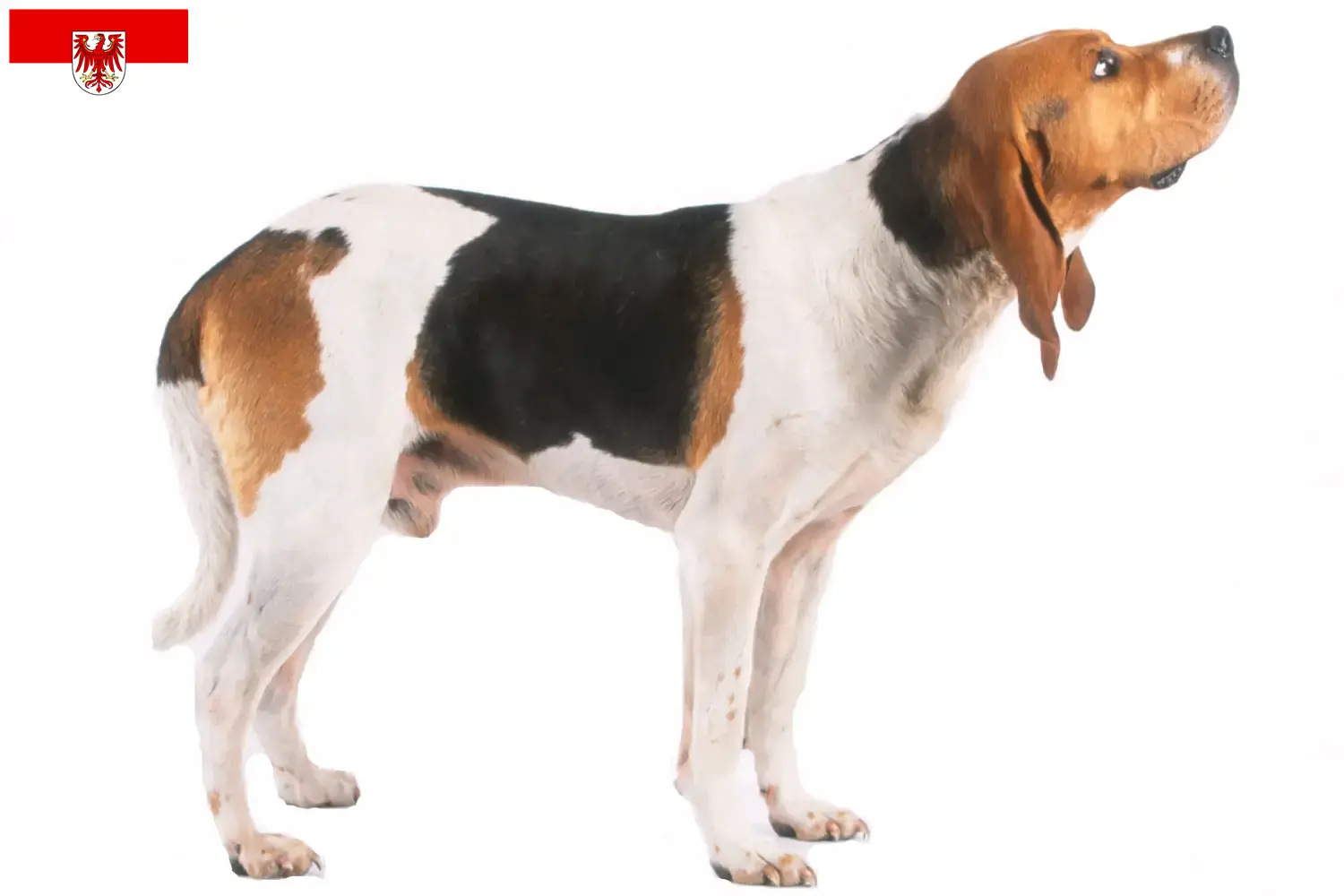 Chien d'Artois szczenięta i hodowcy Brandenburg Tutaj znajdziesz hodowców rasy Chien d'Artois w Brandenburgia.