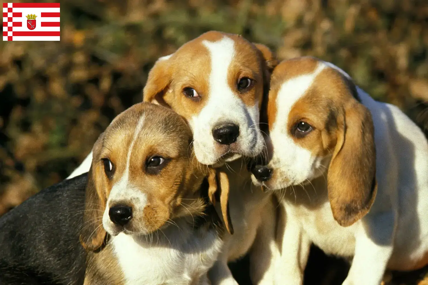 Chien d'Artois szczenięta i hodowcy Brema Znajdź hodowców Chien d'Artois w Brema tutaj.