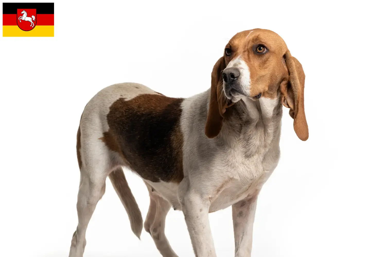 Chien d'Artois szczenięta i hodowcy Dolna Saksonia Tutaj znajdziesz hodowców rasy Chien d'Artois w Dolna Saksonia.