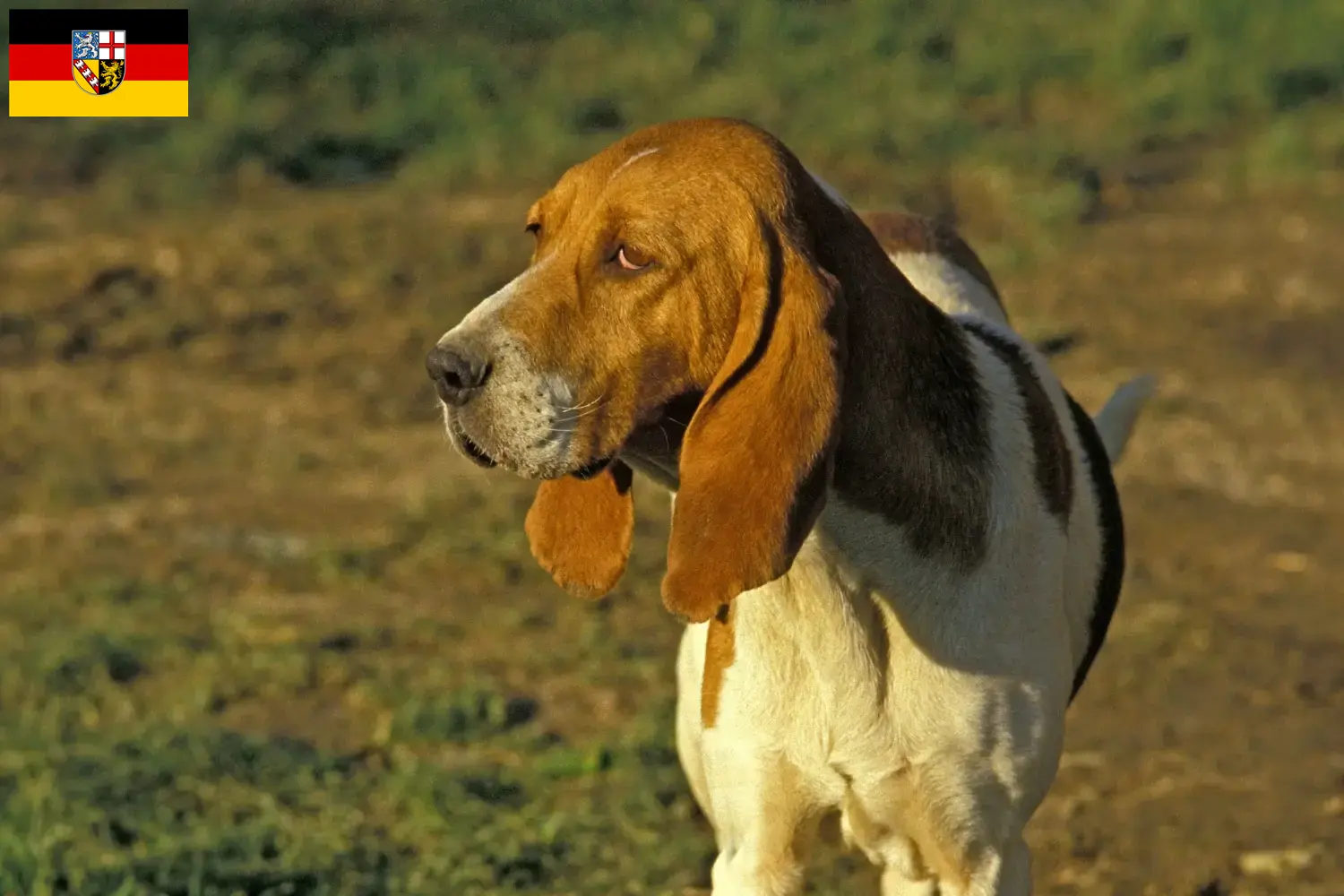 Chien d'Artois szczenięta i hodowcy Kraj Saary Tutaj znajdziesz hodowców rasy Chien d'Artois w Kraj Saary.