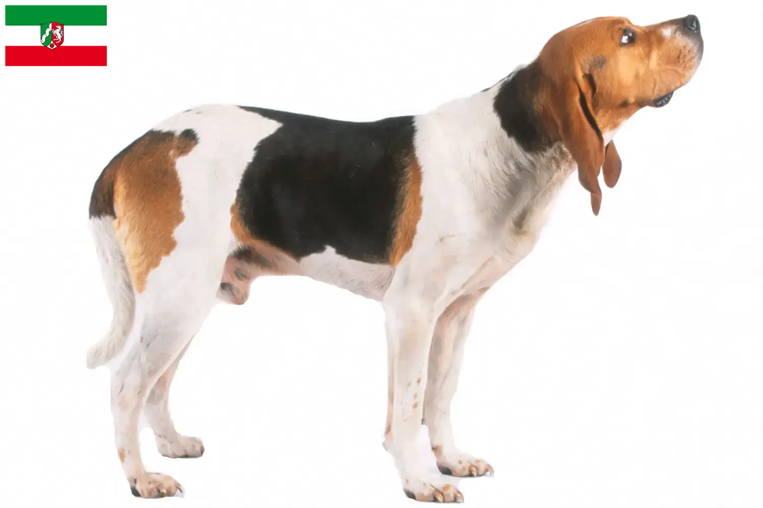 Chien d'Artois szczenięta i hodowcy Nadrenia Północna-Westfalia Znajdź hodowców Chien d'Artois w Nadrenia Północna-Westfalia.