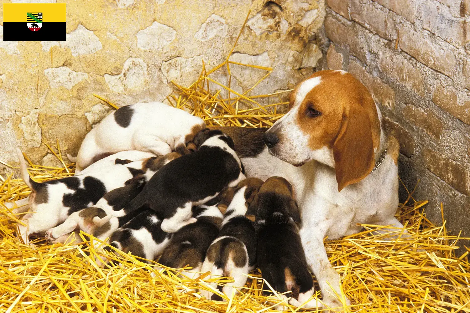 Chien d'Artois szczenięta i hodowcy Saksonia-Anhalt Tutaj znajdziesz hodowców rasy Chien d'Artois w Saksonia-Anhalt.