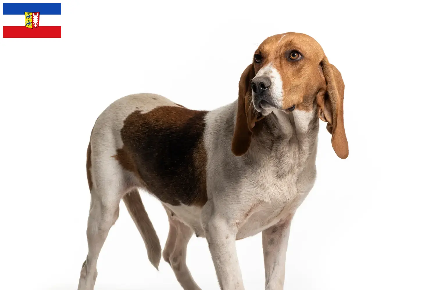 Chien d'Artois szczenięta i hodowcy Szlezwik-Holsztyn Tutaj znajdziesz hodowców rasy Chien d'Artois w Szlezwik-Holsztyn.