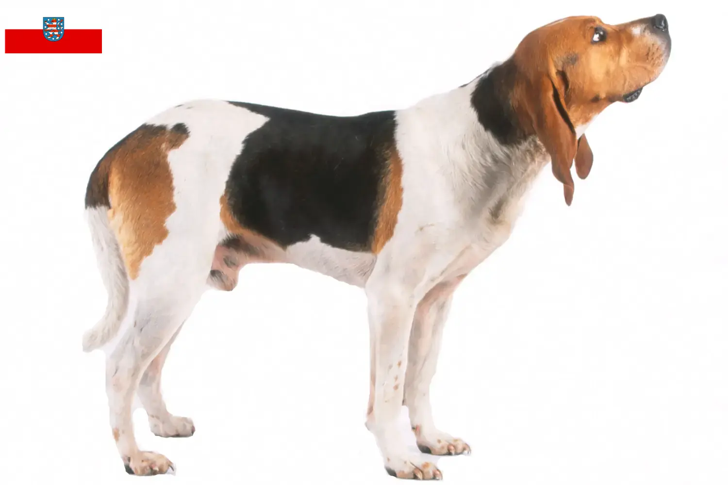 Read more about the article Hodowcy i szczenięta Chien d’Artois w Turyngia
