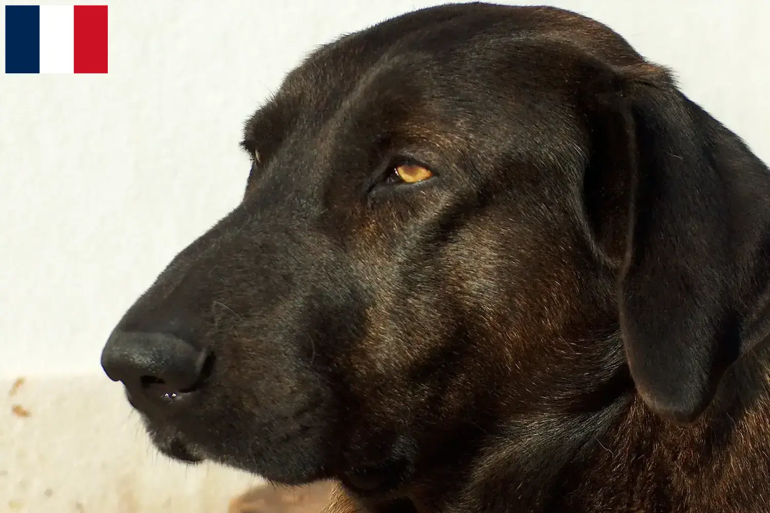 Chien de Castro Laboreiro szczenięta i hodowcy Francja Tutaj znajdziesz hodowców rasy Chien de Castro Laboreiros w Francja.
