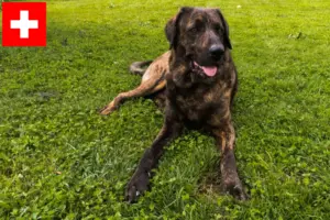 Read more about the article Chien de Castro Laboreiro hodowcy i szczenięta w Szwajcaria