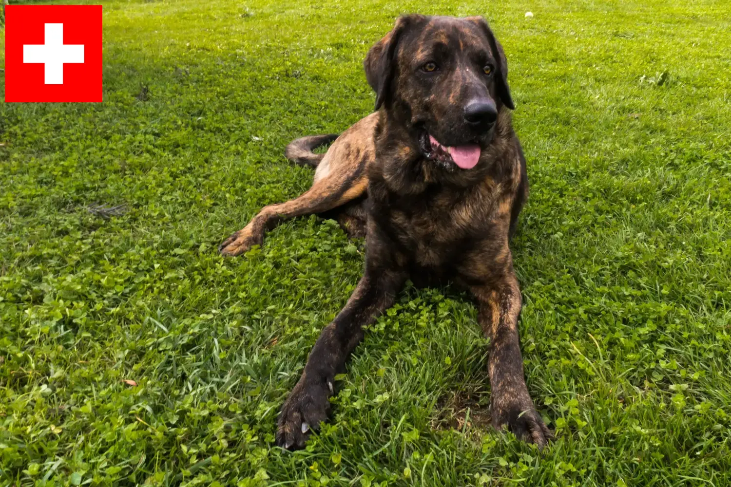 Chien de Castro Laboreiro szczenięta i hodowcy Szwajcaria Tutaj znajdziesz hodowców rasy Chien de Castro Laboreiros w Szwajcaria.