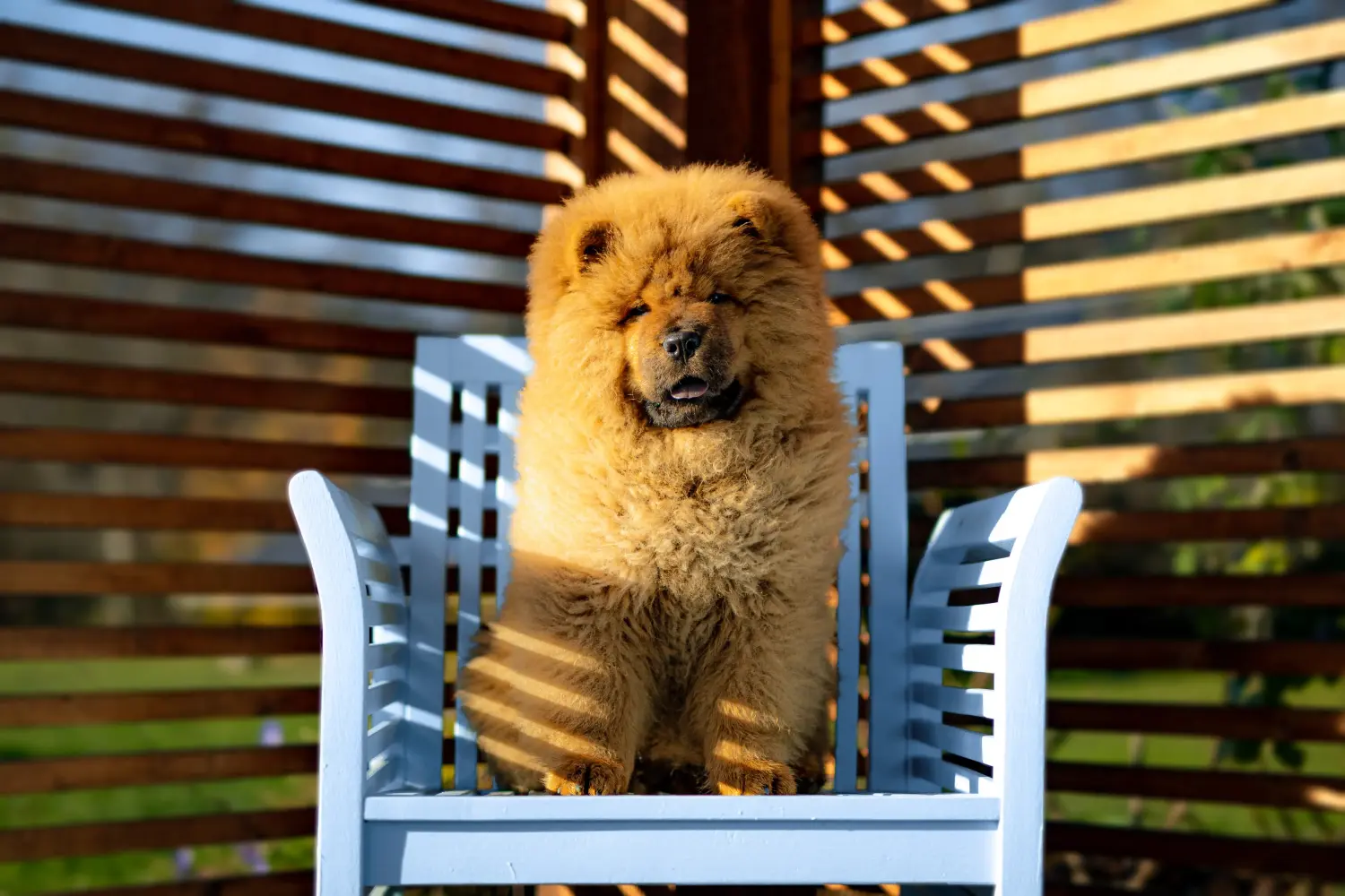 Kupno szczeniaka Chow Chow oznacza wzięcie na siebie odpowiedzialności! Kup szczenięta Chow Chow.