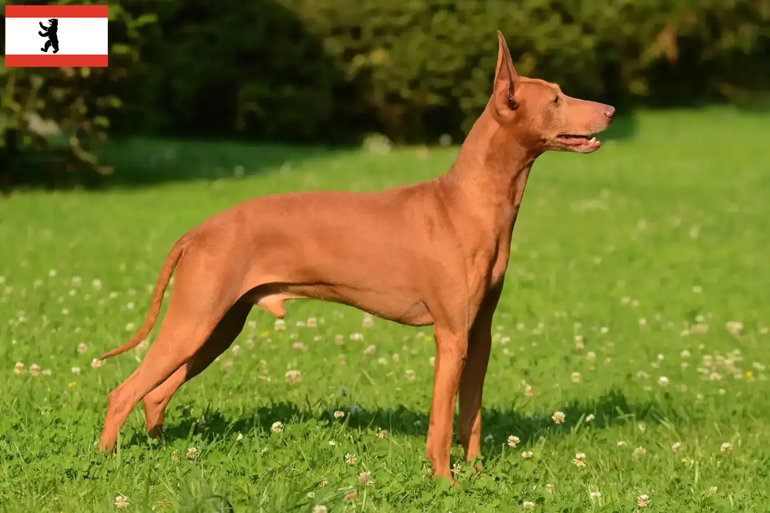 Cirneco dell' Etna szczenięta i hodowcy Berlin Tutaj znajdą Państwo hodowcę Cirneco dell' Etnas w Berlin.