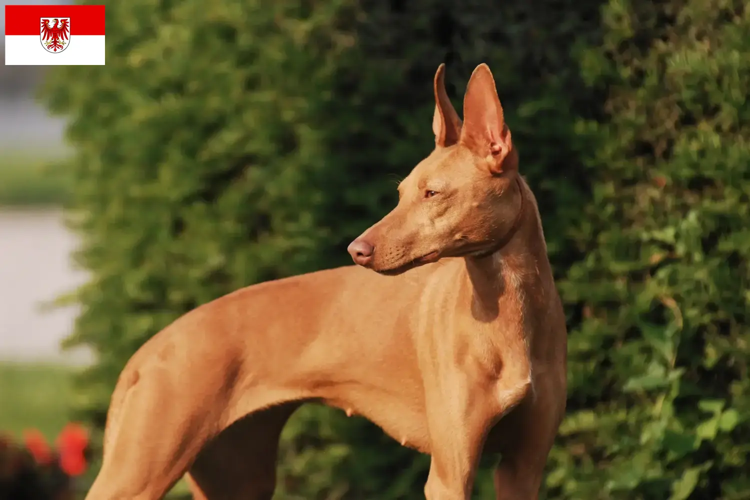 Cirneco dell' Etna szczenięta i hodowcy Brandenburgia Tutaj znajdą Państwo hodowle Cirneco dell' Etnas w Brandenburgia.