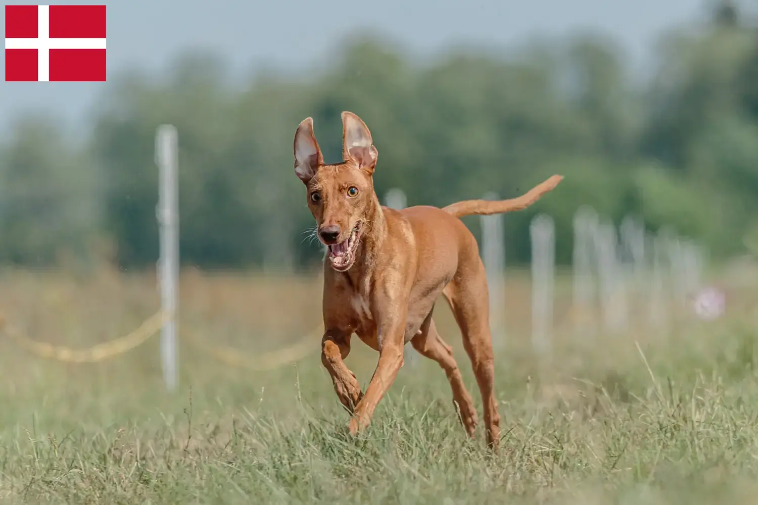 Cirneco dell' Etna szczenięta i hodowcy Dania Tutaj można znaleźć hodowców Cirneco dell' Etnas w Dania.