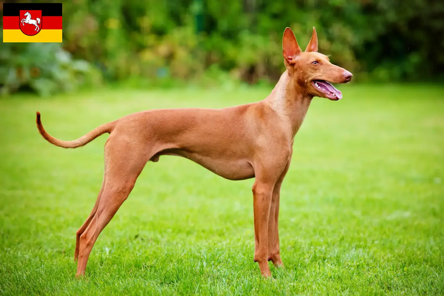 Cirneco dell' Etna szczenięta i hodowcy Dolna Saksonia Tutaj można znaleźć hodowców Cirneco dell' Etnas w Dolna Saksonia.