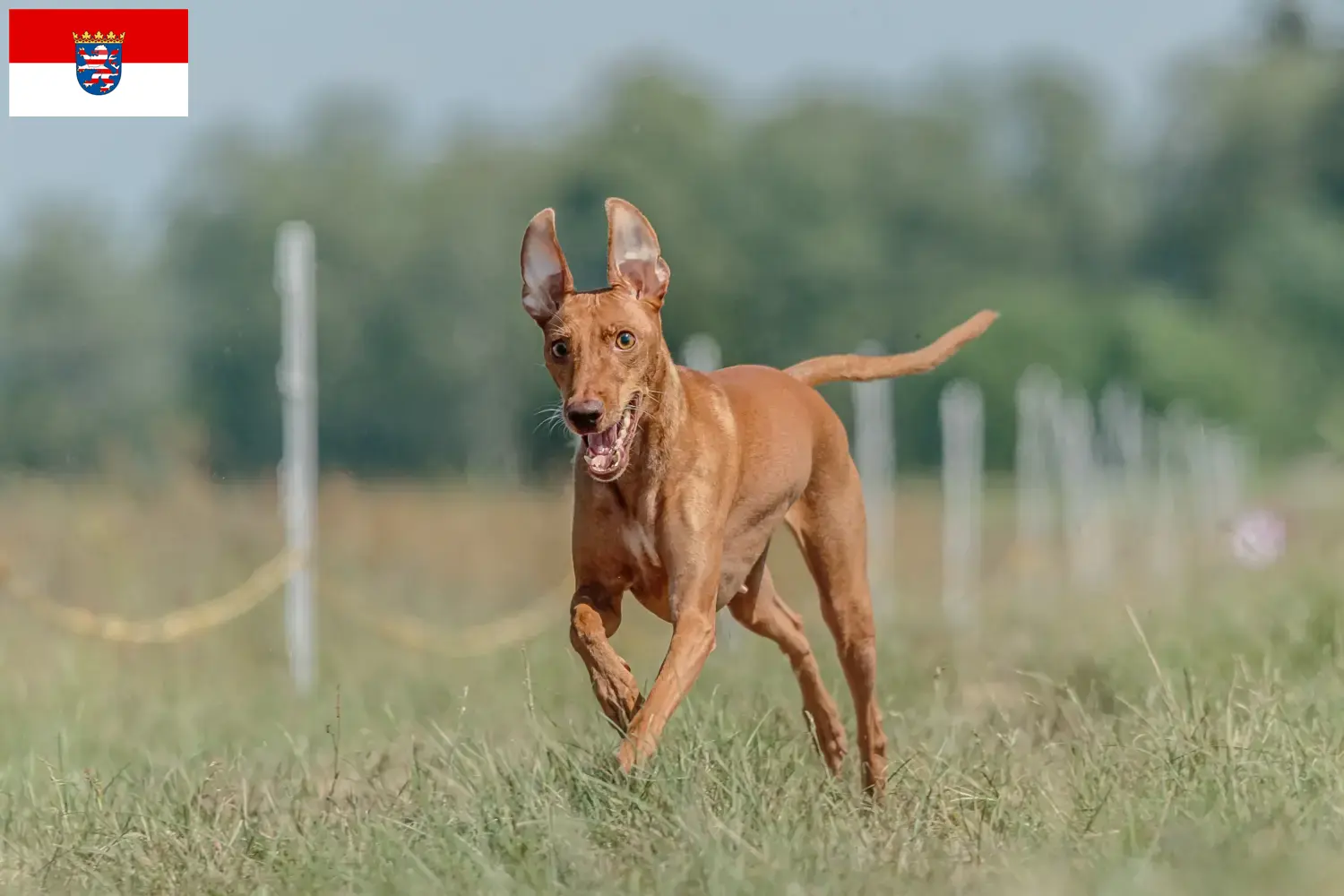 Cirneco dell' Etna szczenięta i hodowcy Hesja Tutaj można znaleźć hodowców Cirneco dell' Etnas w Hesja.
