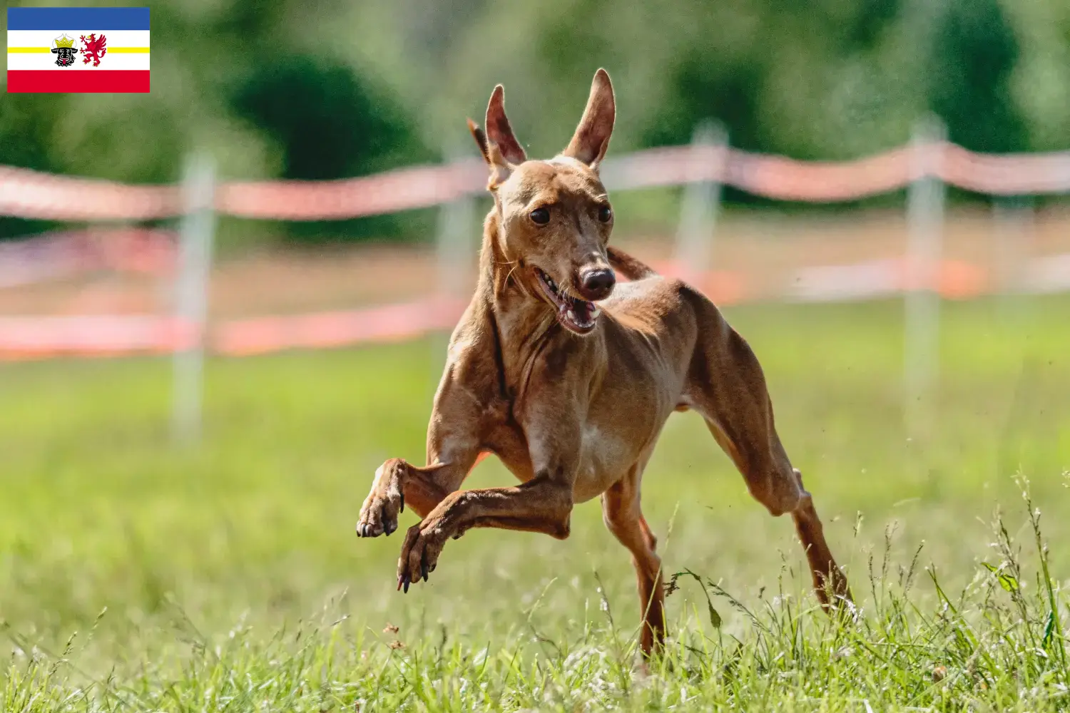 Cirneco dell' Etna szczenięta i hodowcy Meklemburgia-Pomorze Przednie Tutaj znajdą Państwo hodowców Cirneco dell' Etnas w Meklemburgia-Pomorze Przednie.