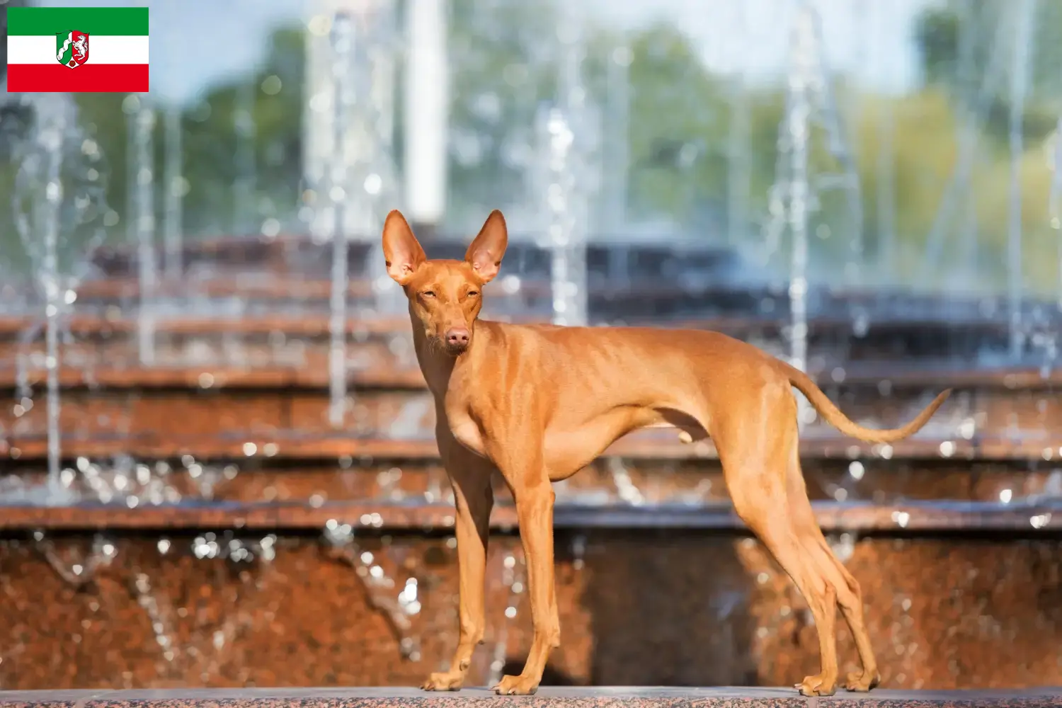 Cirneco dell' Etna szczenięta i hodowcy Nadrenia Północna-Westfalia Tutaj można znaleźć hodowców Cirneco dell' Etnas w Nadrenia Północna-Westfalia.