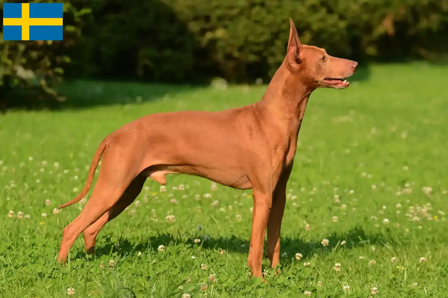 Cirneco dell' Etna szczenięta i hodowcy Szwecja Tutaj można znaleźć hodowców Cirneco dell' Etnas w Szwecja.