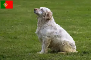 Read more about the article Hodowcy i szczenięta Clumber spaniel w Portugalia