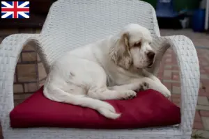 Read more about the article Hodowcy i szczenięta Clumber spaniel w Wielka Brytania