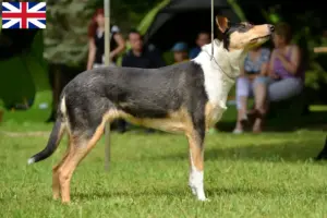 Read more about the article Hodowcy i szczenięta Collie w Wielka Brytania