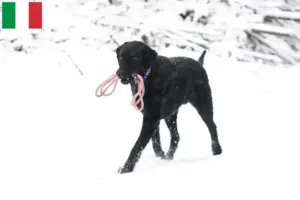 Read more about the article Hodowcy i szczenięta Curly Coated Retriever w Włochy