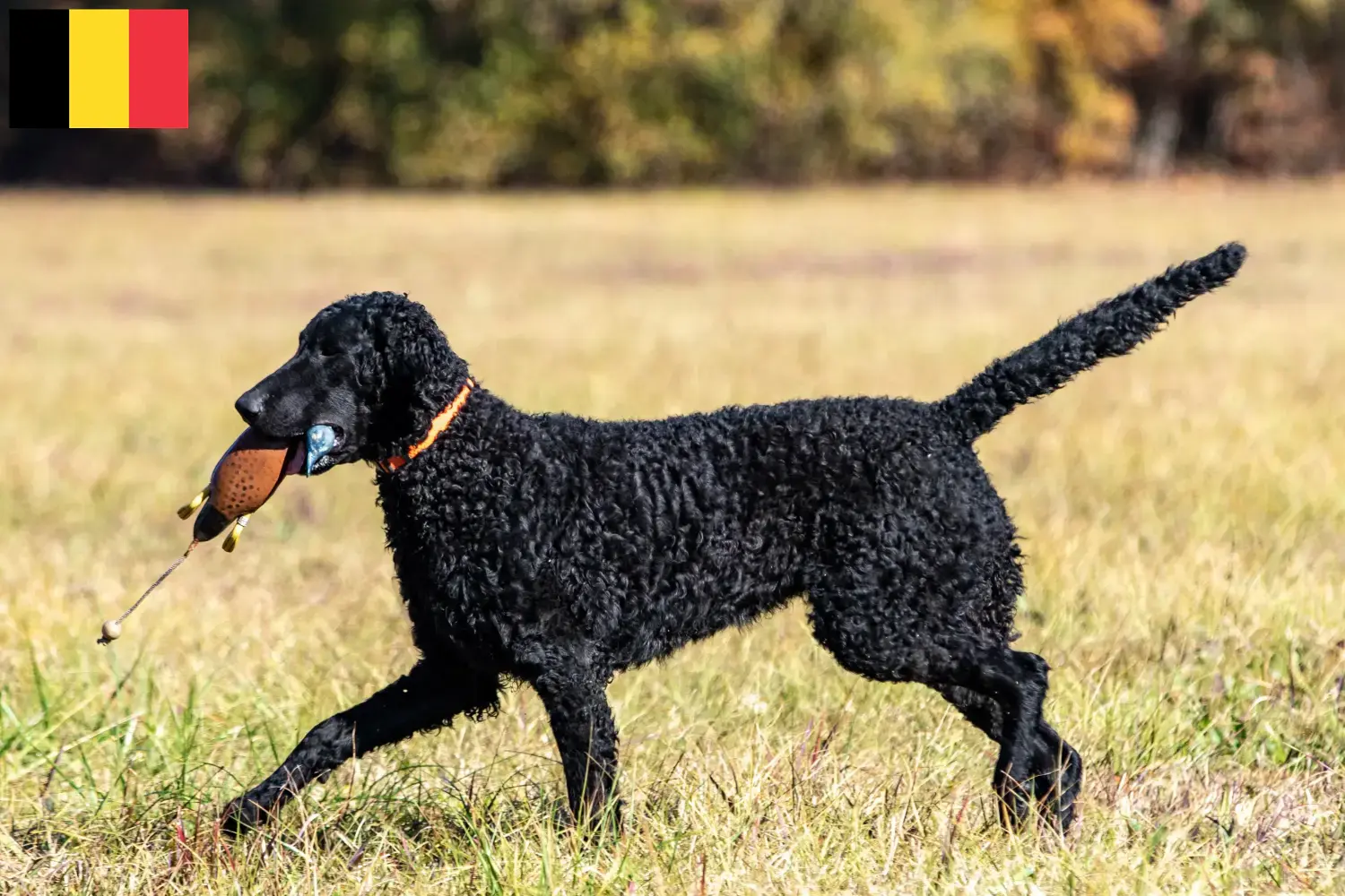 Read more about the article Hodowcy i szczenięta Curly Coated Retriever w Belgia