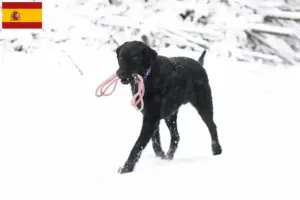 Read more about the article Hodowcy i szczenięta Curly Coated Retriever w Hiszpania