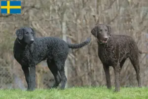 Read more about the article Hodowcy i szczenięta Retriever kędzierzawy w Szwecja