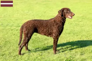 Read more about the article Hodowcy i szczenięta Curly Coated Retriever w Łotwa