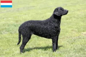 Read more about the article Hodowcy i szczenięta Curly Coated Retriever w Luksemburg